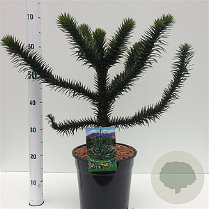 Araucaria araucana 30-40 cm 7,5L