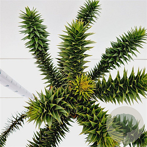 Araucaria araucana 30-40 cm 7,5L