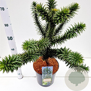 Araucaria araucana 30-40 cm 7,5L