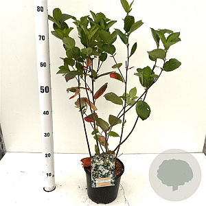 Aronia melanocarpa 50-60 cm 3,0L