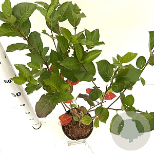 Aronia melanocarpa 50-60 cm 3,0L