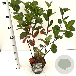 Aronia melanocarpa 50-60 cm 3,0L