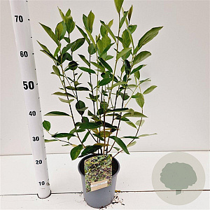 Aronia melanocarpa 'Hugin' 50-60 cm 2,5L