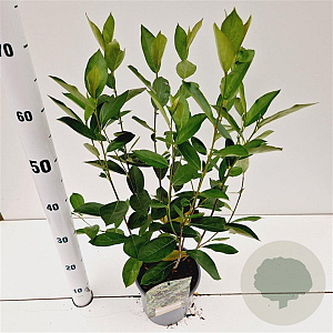 Aronia melanocarpa 'Hugin' 50-60 cm 2,5L