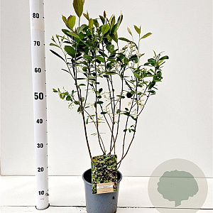 Aronia melanocarpa 'Hugin' 50-60 cm 2,5L