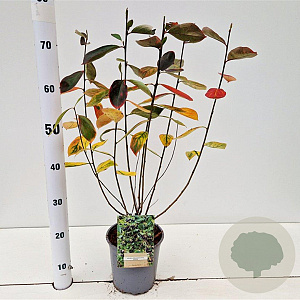 Aronia melanocarpa 'Hugin' 50-60 cm 2,5L