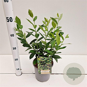 Aronia melanocarpa 'Hugin' 50-60 cm 2,5L