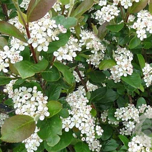 Aronia prunifolia 'Nero' 50-60 cm 2,0L