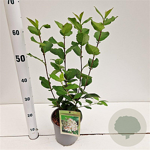 Aronia prunifolia 'Viking' 50-80 cm 2,5L