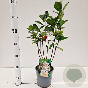 Aronia prunifolia 'Viking' 50-80 cm 2,5L