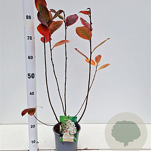 Aronia prunifolia 'Viking' 50-80 cm 2,5L