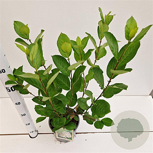 Aronia prunifolia 'Viking' 60-80 cm 3,0L