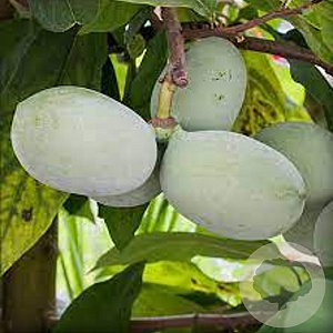 Asimina triloba 'Prima 1216' 60-80 cm C1.3