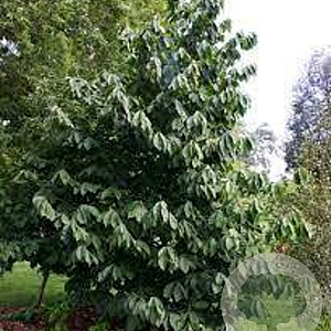 Asimina triloba 'Prolific' 40-60 cm 2,0L