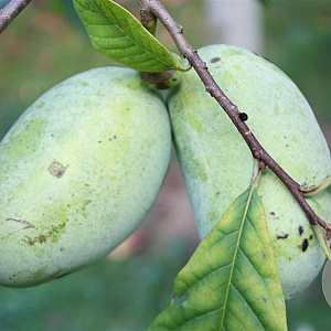 Asimina triloba 'Tropical Treat' 60-80 cm 5,0L