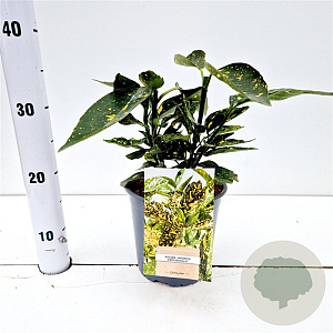 Aucuba jap. 'Crotonifolia' 20-30 cm 2,5L