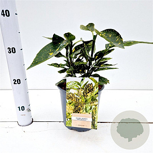 Aucuba jap. 'Crotonifolia' 20-30 cm 2,5L