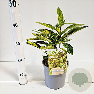 Aucuba jap. 'Crotonifolia' 25-30 cm 2,5L