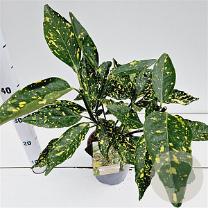 Aucuba jap. 'Crotonifolia' 25-30 cm 2,5L