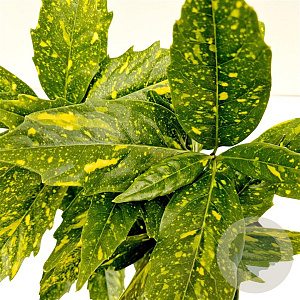 Aucuba jap. 'Crotonifolia' 30-40 cm 2,5L