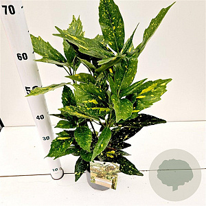 Aucuba jap. 'Crotonifolia' 30-40 cm 2,5L