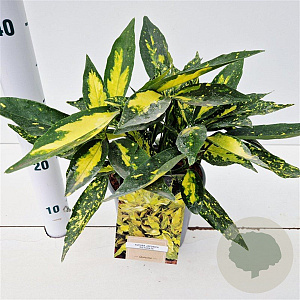 Aucuba jap. 'Picturata' 15-20 cm 2,5L