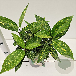 Aucuba jap. 'Variegata' 25-30 cm 2,5L