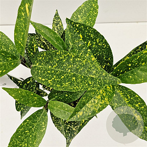 Aucuba jap. 'Variegata' 25-30 cm 2,5L