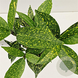 Aucuba jap. 'Variegata' 25-30 cm 2,5L