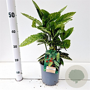 Aucuba jap. 'Variegata' 30-40 cm 2,5L