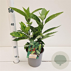 Aucuba jap. 'Variegata' 30-40 cm 2,5L