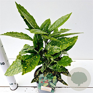 Aucuba jap. 'Variegata' 30-40 cm 2,5L