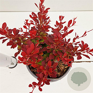 Berberis thunb. 'Ruby Star' 20-30 cm 2,5L