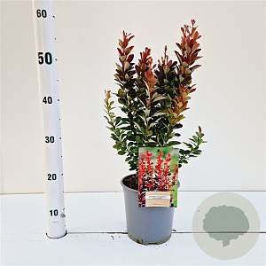 Berberis thunb. 'Red Rocket' 30-40 cm 2,5L