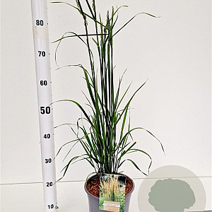 Calamagrostis acut. 'Karl Foerster' 50-60 cm 4,0L
