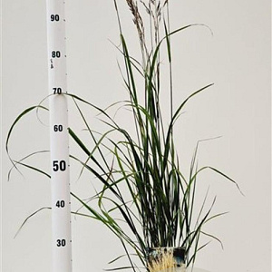 Calamagrostis acut. 'Karl Foerster' 50-60 cm 4,0L