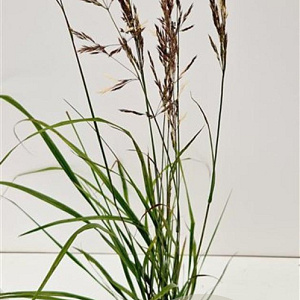 Calamagrostis acut. 'Karl Foerster' 50-60 cm 4,0L