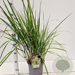 Calamagrostis acut. 'Karl Foerster' 50-60 cm 4,0L