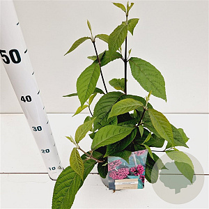 Callicarpa bod. 'Profusion' 20-30 cm 2,5L