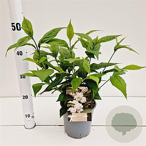 Callicarpa jap. 'Leucocarpa' 30-40 cm 2,5L