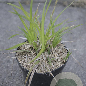 Carex morrowii 'Irish Green' GM 2,0L