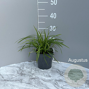 Carex morrowii 'Irish Green' GM 2,0L