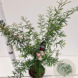 Calliandra surinamensis 40-50 cm 3,0L
