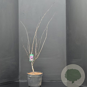 Cercis can. 'Forest Pansy' 80-100 cm 10L