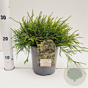 Chamaecyparis p. 'Sungold' 20-30 cm 2,5L