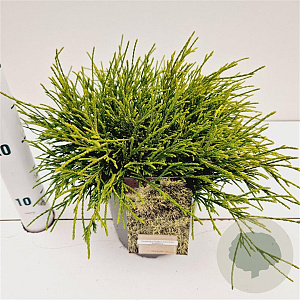 Chamaecyparis p. 'Sungold' 20-30 cm 2,5L