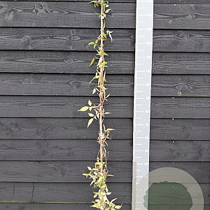 Clematis m. Starlet White Perfume 150-175 cm vierkant rond 5,5L