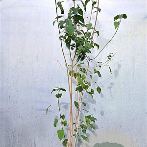 Clerodendrum trichotomum fargesii 175-200 cm 15L