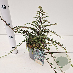 Cotoneaster atrop. 'Variegatus' 25-30 cm C1.5