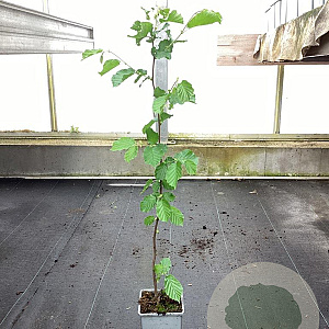 Corylus avellana 50-60 cm C1.5